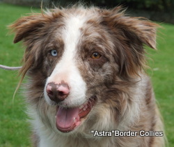 Queen, black and white smooth coated border collie